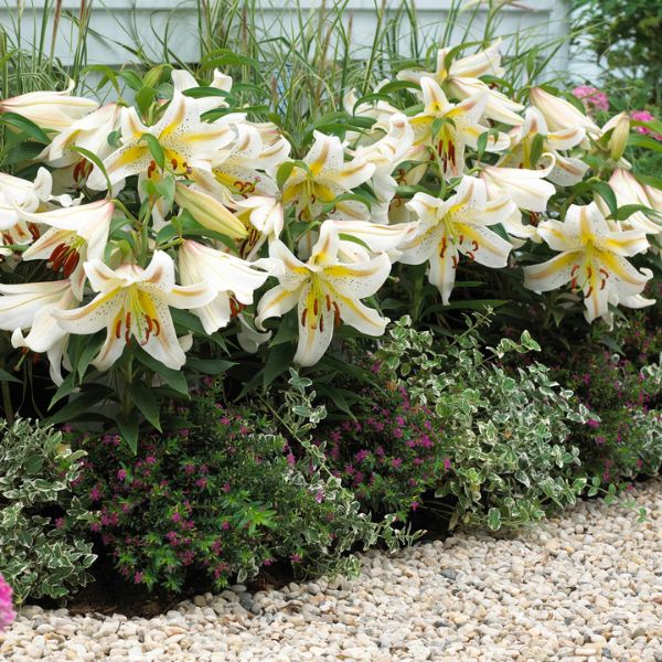 Garden Party Asiatic Lily In Landscape