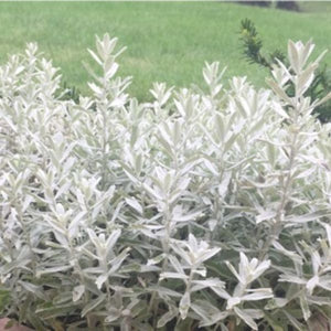 Perennial foliage of GardenGhost® Artemisia (Artemisia ludoviciana 'G19123') in a garden setting.