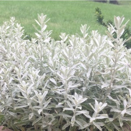 Perennial foliage of GardenGhost® Artemisia (Artemisia ludoviciana 'G19123') in a garden setting.