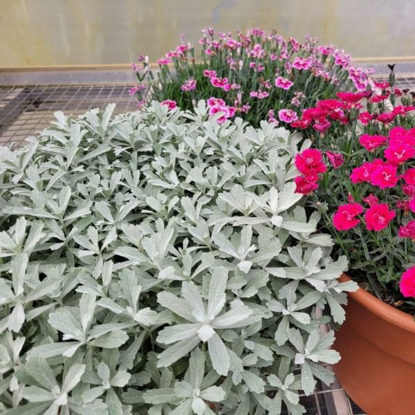 GardenGhost® Artemisia (Artemisia ludoviciana 'G19123'), a perennial featuring green flowers and perennial.