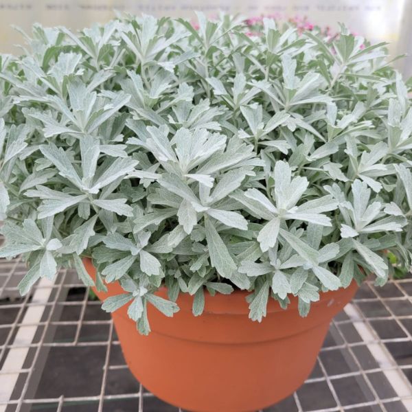 GardenGhost® Artemisia