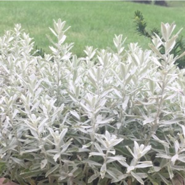 GardenGhost&reg; Artemisia