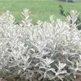GardenGhost&reg; Artemisia - Nature Hills Nursery - Premium #1 Container - 