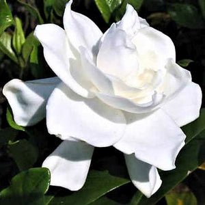 August Beauty Gardenia (Gardenia jasminoides 'August Beauty'), a shrub featuring white flowers and broad-leaved evergreen.