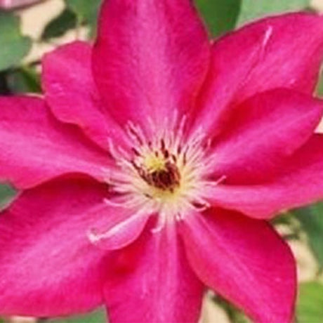 Garland&reg; Tekla&trade; Clematis - Nature Hills Nursery - #1 Container - 