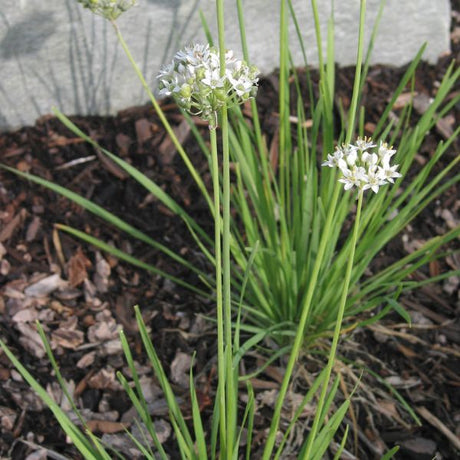 Garlic Chives - Annuals - Nature Hills Nursery - 