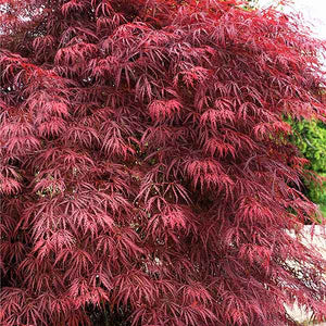 Garnet Laceleaf Japanese Maple Tree - Nature Hills Nursery - #7 Container 2 - 3 Feet - 