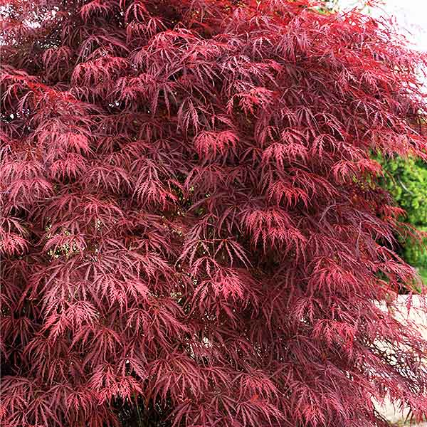 その他 MapleTree Lemon Lime Lace Japanese Maple - 2 gallon container- 2-4 ft
