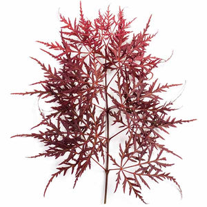 Garnet Laceleaf Japanese Maple Tree - Nature Hills Nursery - #7 Container 2 - 3 Feet - 