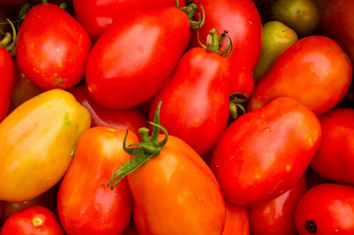 La Roma Tomato Plant