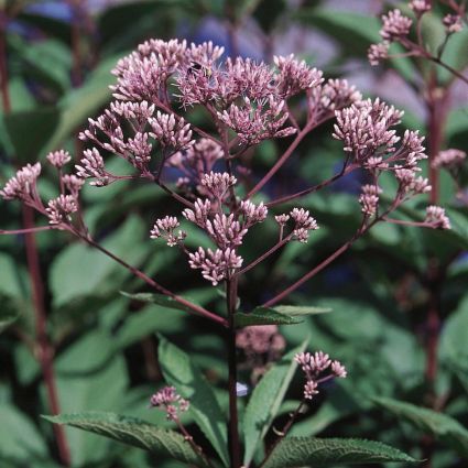 Close-up of purple eupatorium flowers on Gateway Joe - Pye Weed blooming in late summer to early fall.
