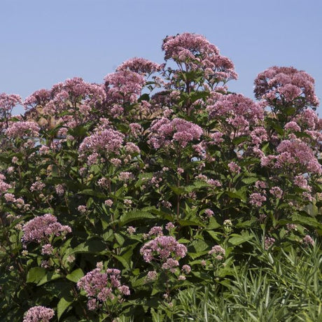 Perennial foliage of Gateway Joe - Pye Weed (Eupatorium purpureum) in a garden setting.