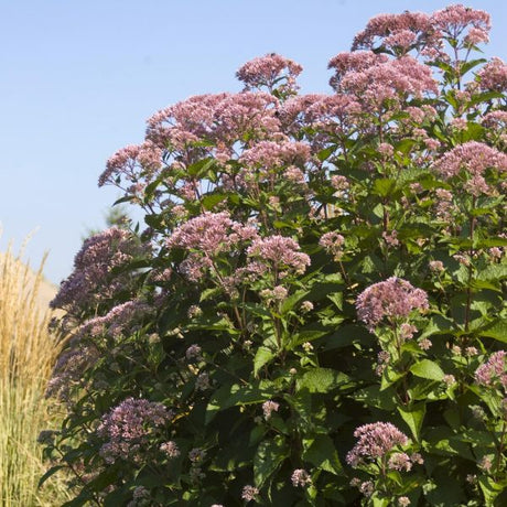 Gateway Joe - Pye Weed (Eupatorium purpureum), a perennial featuring purple flowers and perennial.