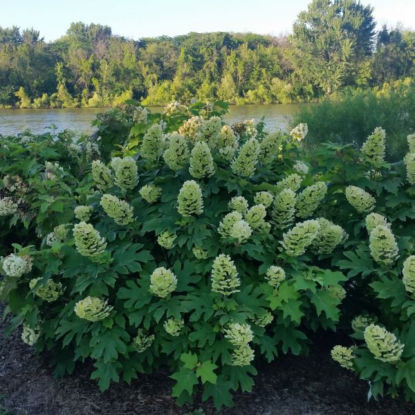 Gatsby Gal? Oakleaf Hydrangea