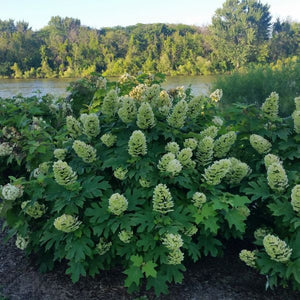Gatsby Gal? Oakleaf Hydrangea
