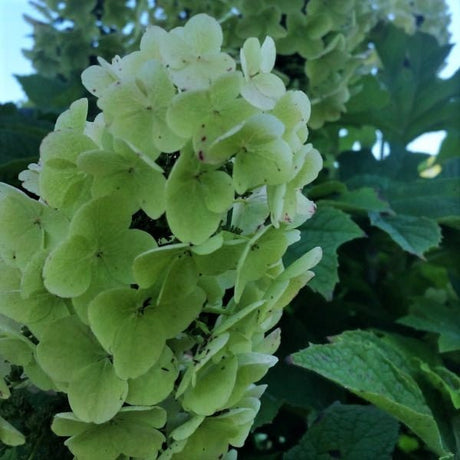 Gatsby Gal? Oakleaf Hydrangea