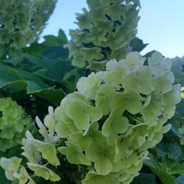 Gatsby Gal? Oakleaf Hydrangea