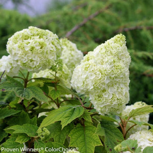 Gatsby Moon® Oakleaf hydrangea - Bush - Nature Hills Nursery - 3 Container - 