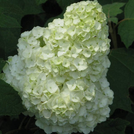 Gatsby Moon® Oakleaf hydrangea - Bush - Nature Hills Nursery - 3 Container - 