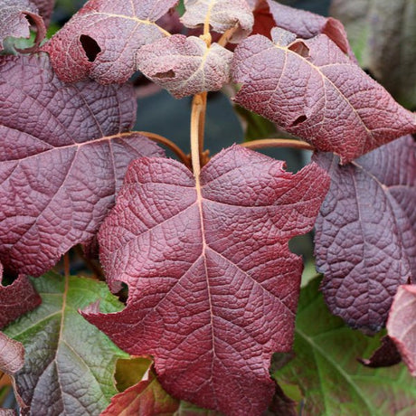 Gatsby Moon® Oakleaf hydrangea - Bush - Nature Hills Nursery - 3 Container - 