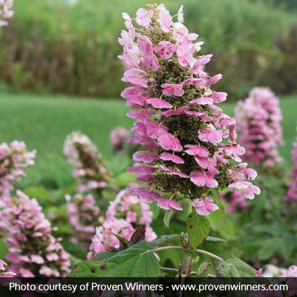 Gatsby Pink™ Oakleaf Hydrangea | Buy at NatureHills.com