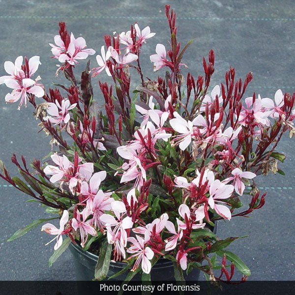 Gaudi&trade; Pink Wand Flower - Nature Hills Nursery - #1 Container - 