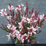 Gaudi&trade; Pink Wand Flower - Nature Hills Nursery - #1 Container - 