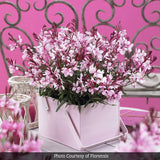 Gaudi&trade; Pink Wand Flower - Nature Hills Nursery - #1 Container - 