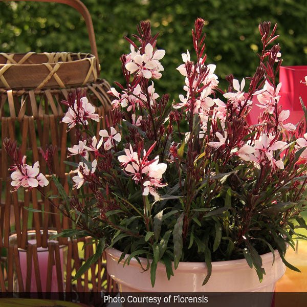 Gaudi&trade; Pink Wand Flower - Nature Hills Nursery - #1 Container - 