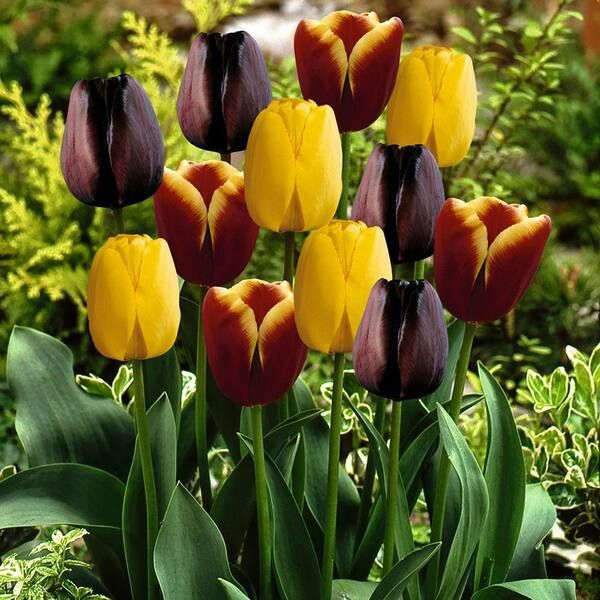 Gavota Tulip Blend - Nature Hills Nursery - 15 Pack Bulbs - 