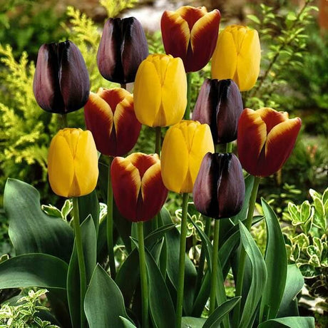 Gavota Tulip Blend - Nature Hills Nursery - 15 Pack Bulbs - 