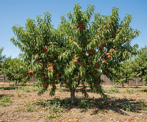 Gem Peach plant
