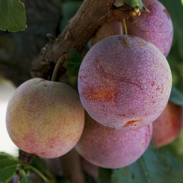 Geopride Plumcot Tree - Nature Hills Nursery - Paper Pot 4 - 5 Feet - 