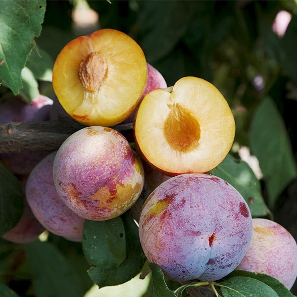 Geopride Plumcot Tree - Nature Hills Nursery - Paper Pot 4 - 5 Feet - 