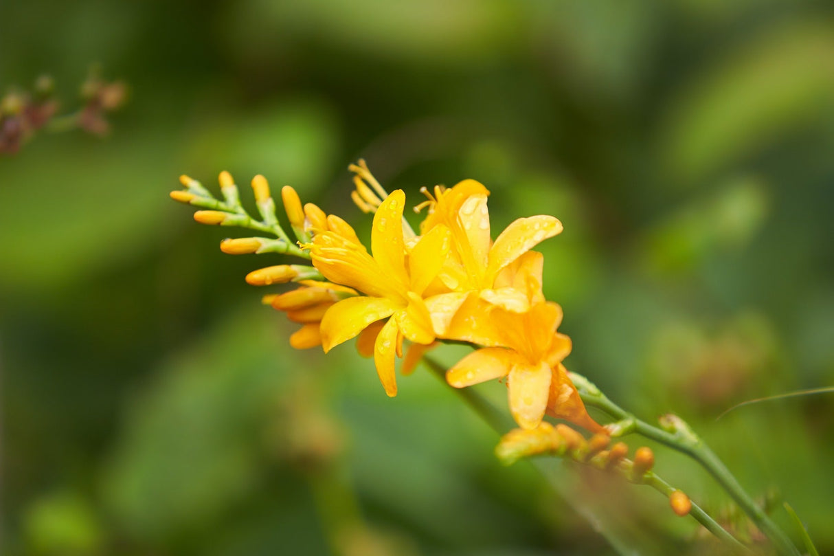 George Davidson Crocosmia - Nature Hills Nursery - #1 Container 2 Pack - 