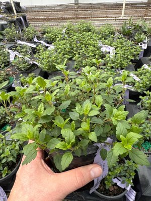 Close-up of blue veronica flowers on Georgia Blue Speedwell Veronica blooming in early spring to late spring to early fall.