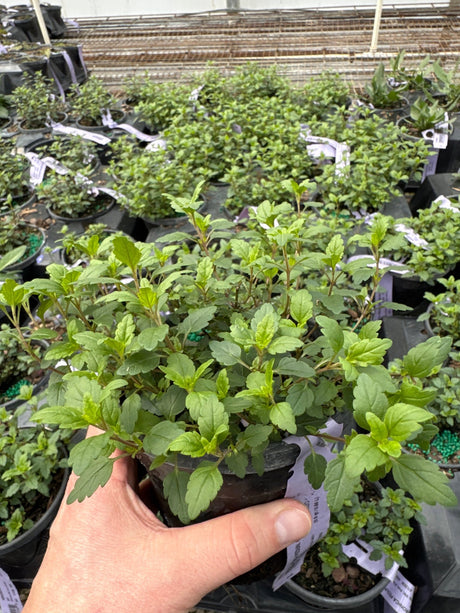 Close-up of blue veronica flowers on Georgia Blue Speedwell Veronica blooming in early spring to late spring to early fall.