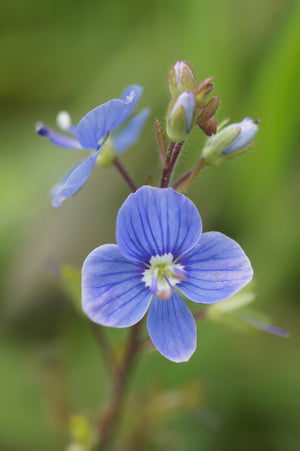 Close-up of Georgia Blue Speedwell Veronica peduncularis showing vivid blue four-petaled blooms and unopened buds.