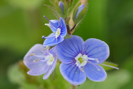 Close-up of Georgia Blue Speedwell Veronica peduncularis blooms showing vivid blue four-petaled flowers with white centers.