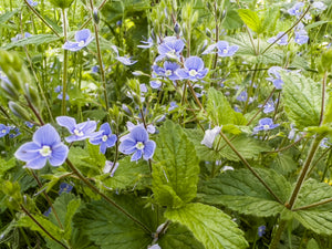 Georgia Blue Speedwell Veronica peduncularis covered in small blue four-petaled flowers among lush green foliage.