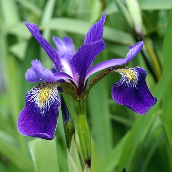 Gerald Darby Iris - Nature Hills Nursery - Bare Root Iris - 