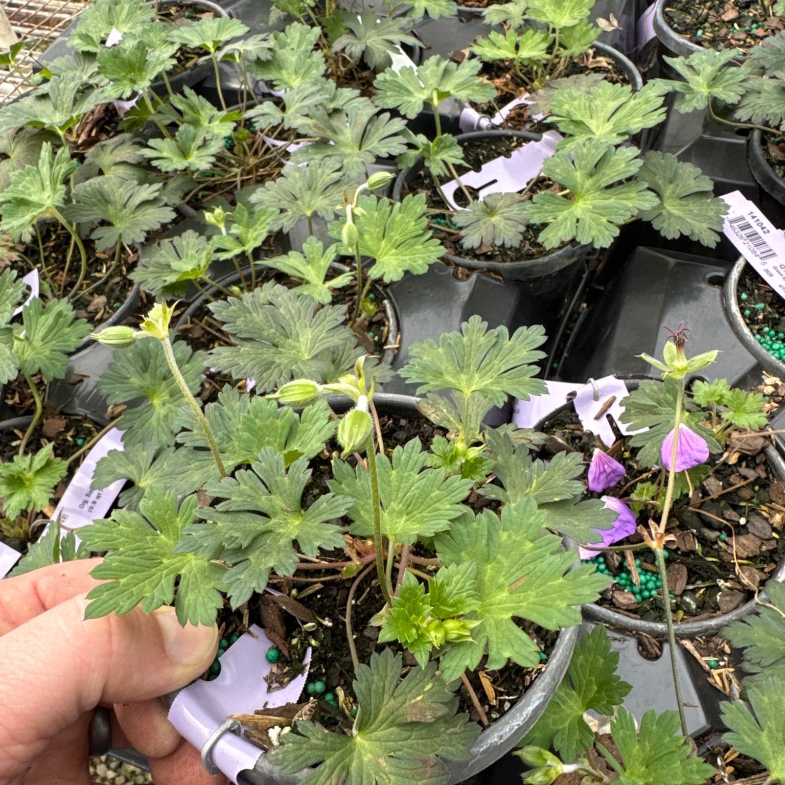 geranium rozanne seeds Rozanne Hardy Geranium
