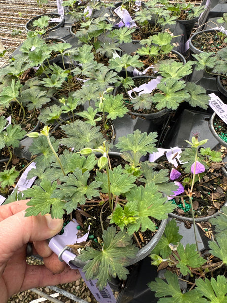 Bronzy Red fall foliage on Rozanne Hardy Geranium (Geranium ‘Rozanne’).