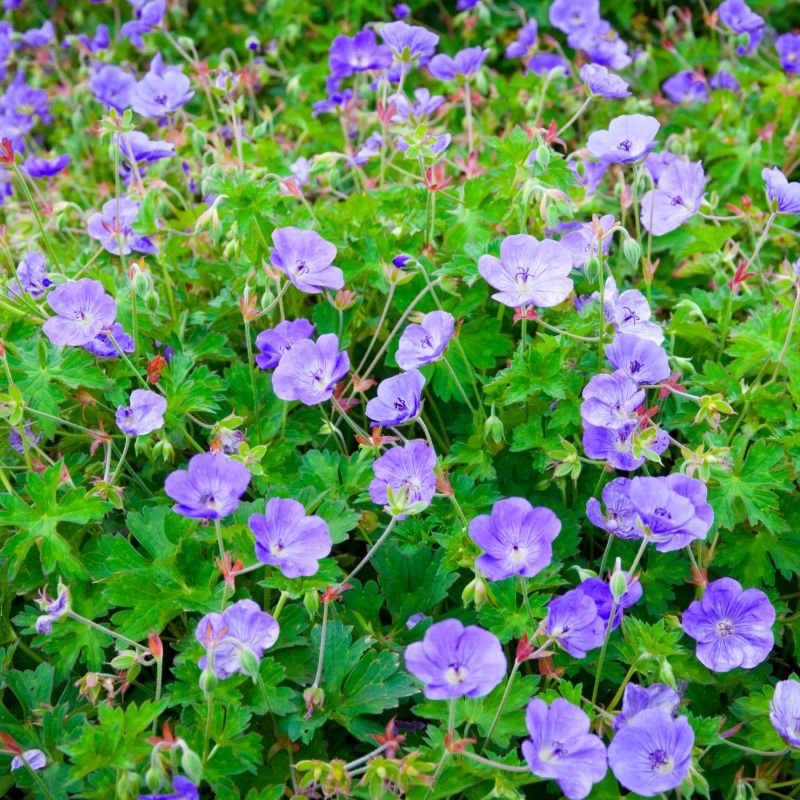 Proven Winners Rozanne Hardy Geranium - Thumbnail 2