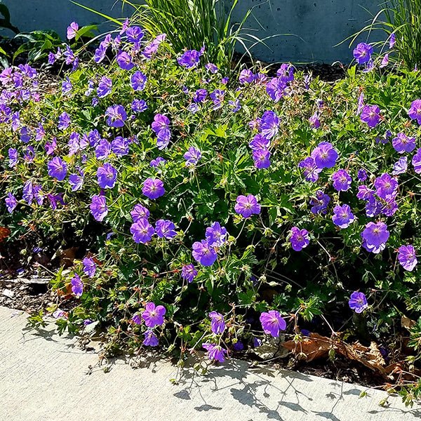 Proven Winners Rozanne Hardy Geranium