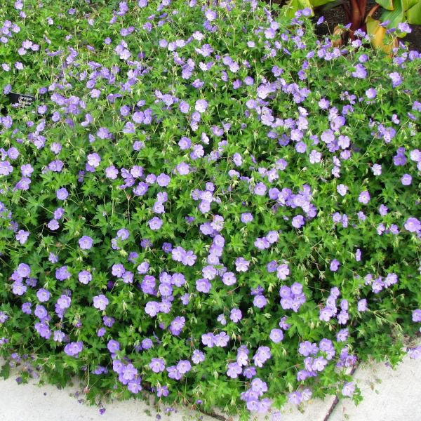 Proven Winners Rozanne Hardy Geranium - Thumbnail 3