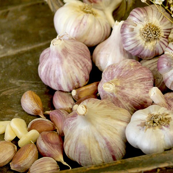 German Red Rocambole Garlic - Nature Hills Nursery - 2 Pack Bulbs - 