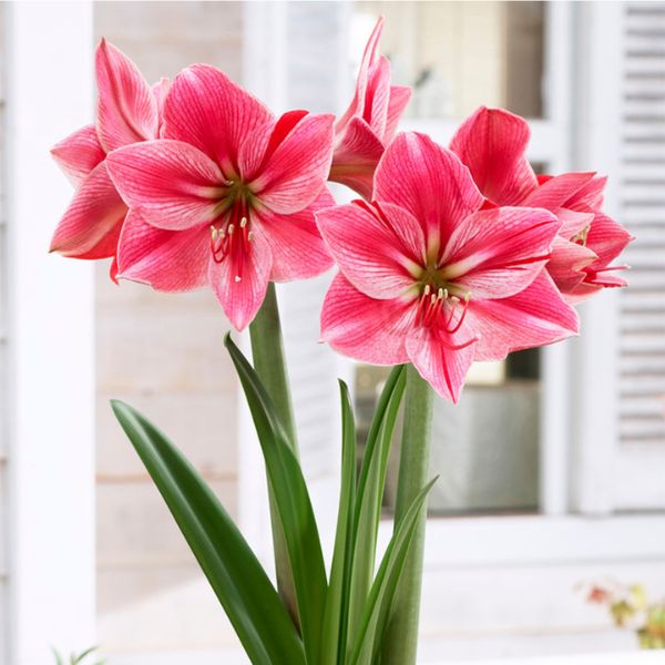 Gervase Amaryllis Blooms