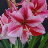 Gervase Amaryllis