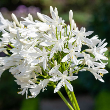 Getty White Lily of the Nile - Nature Hills Nursery - Quart Container - 